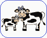 cows